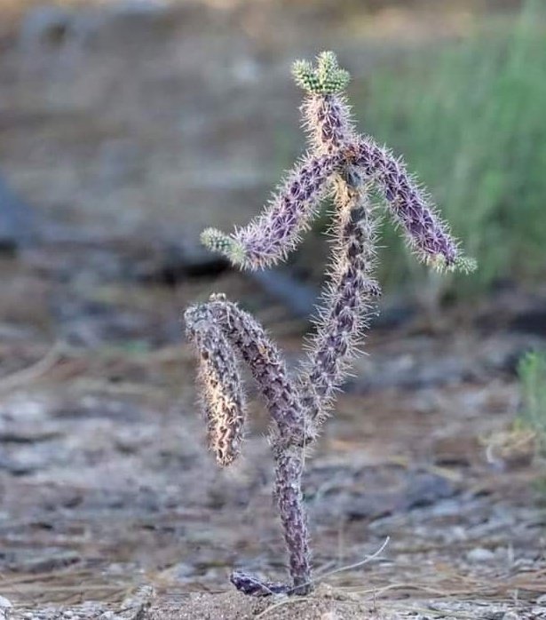 TLeoni311's tweet image. 🌵🌿
#NaturePhotography #beautynature #photography