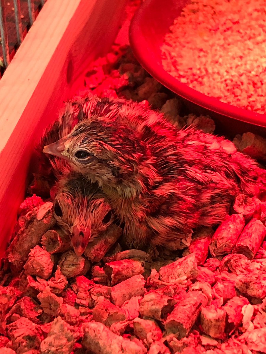 First Barbary Partridge chicks born this year at #ToveyCottage Field Centre as part of the ongoing re-population programme jointly spearheaded by @gonhsgib & @ThinkingGreenGI. More to come!