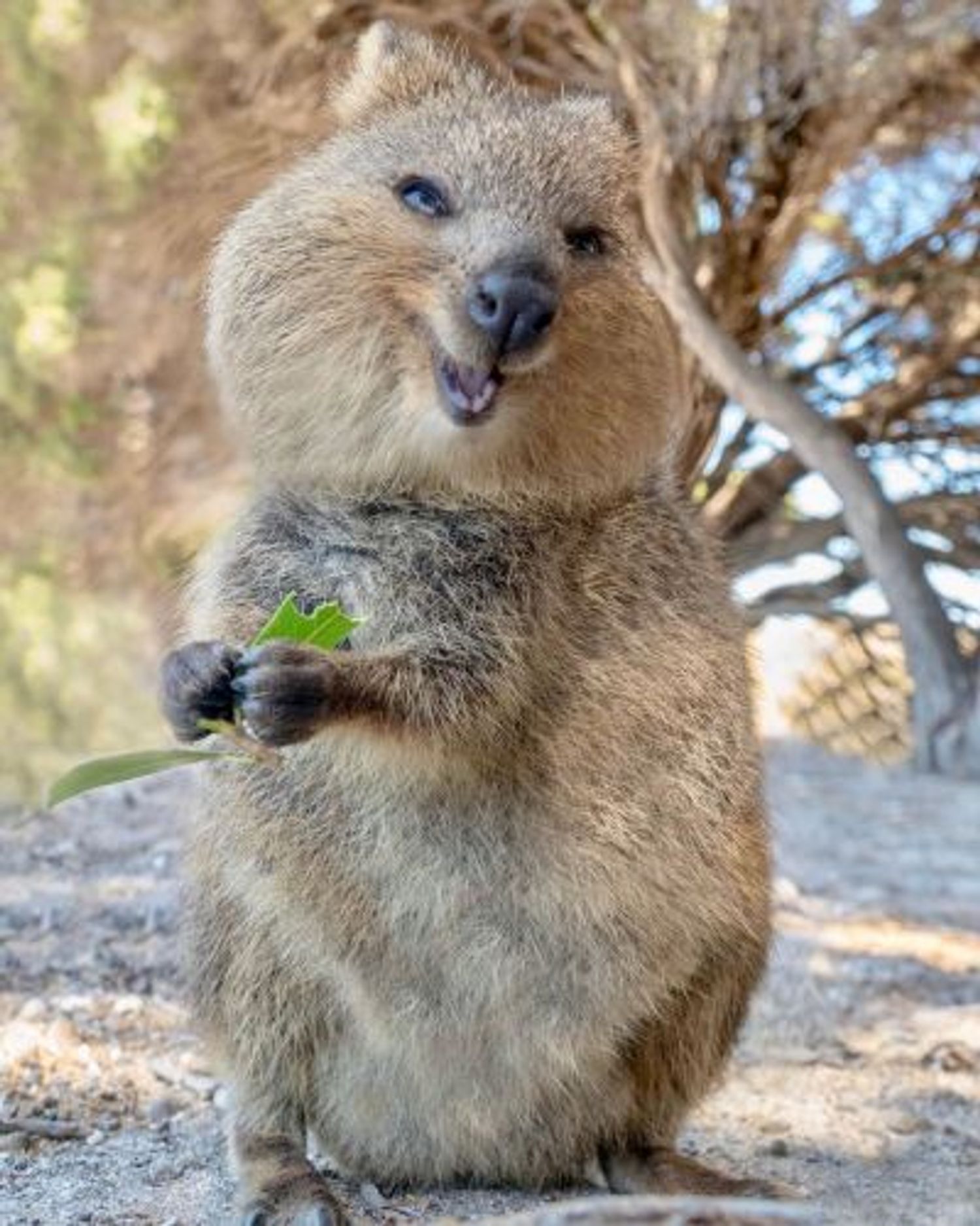 Quokka様 Quokka Every Hour on X: 