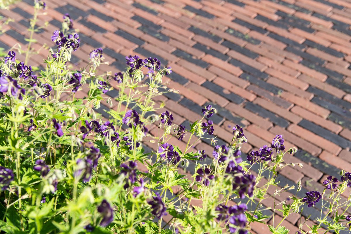 Brickworks Vande Moortel (@vande_moortel) on Twitter photo Today, on #WorldBeeDay, it is the perfect time to share some exciting Bee-odiversity news. ๐ 
We are supporting biodiversity around our new office building by placing two bee hives. ๐๐
#ShapingSustainablePlaces ๐ #Sustainability ๐ #GreenDeal Today, on #WorldBeeDay, it is the perfect time to share some exciting Bee-odiversity news. ๐ 
We are supporting biodiversity around our new office building by placing two bee hives. ๐๐
#ShapingSustainablePlaces ๐ #Sustainability ๐ #GreenDeal