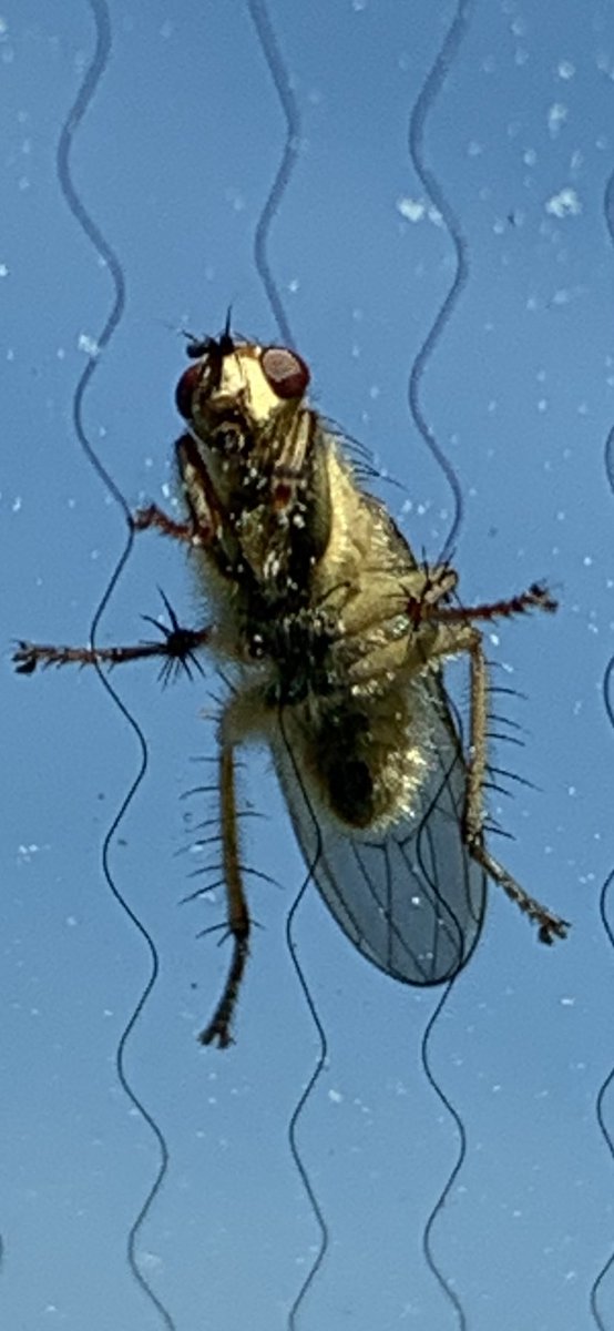 Funkelschoen's tweet image. #Fliegtierchen hat uns begleitet.Kostenlose Mitfahrgelegenheit von einem #Feldweg zum anderen.🤗 #Naturelovers #insekten #nature #Fotokiste #Foto