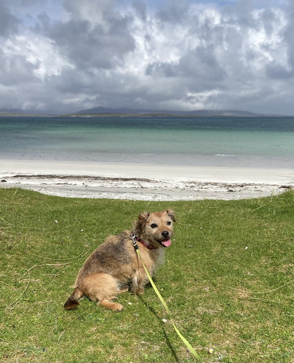 MOHO_Mutt's tweet photo. My #MOHO musing. Injured paw and limp means reduced #PerformanceSkills. This has mucked up my #OccupationalIdentity as I’m in the perfect #environment and I can’t engage in my #Interests. No running on the beach. #OccupationalTherapy #OuterHebrides https://t.co/7wKqk6i1EK