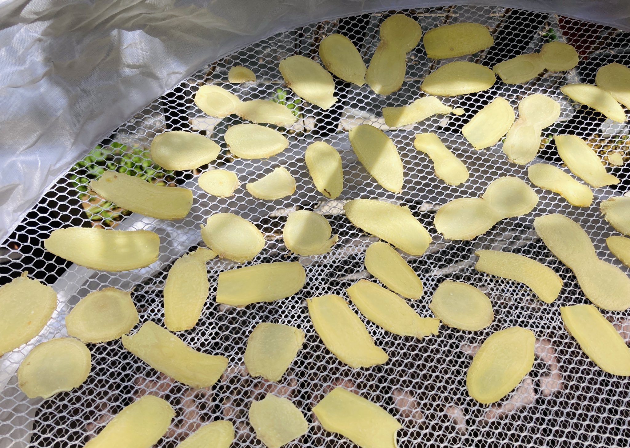 ヒガアロハ Polarbearcafe 土生姜を買ったので スライスして干しました 乾燥すると すご く小さ くなるのがいつも面白い 干し生姜は冷蔵庫に保存して 中華スープや甘酒に２ ３枚投入すると 生姜の香りが効いて美味しいです T Co