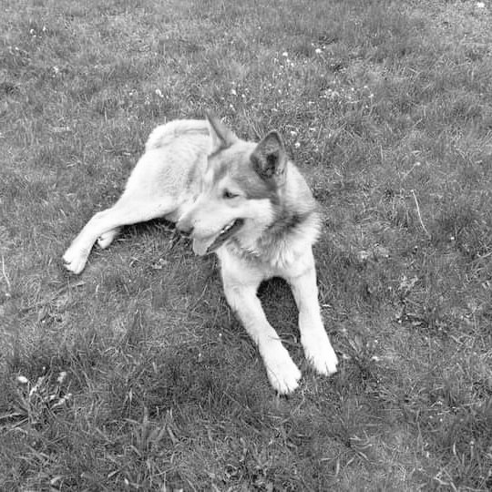 DogsCare8 tweet picture