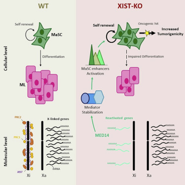 CellCellPress's tweet photo. Online now! XIST contributes to human mammary stem cell homeostasis, and loss of XIST and Xi transcriptional instabilities enhances tumorigenesis and is a common feature among human breast tumors with poor prognosis!
#sciencetwitter #stemcells
https://t.co/E7Lu4bGm5g https://t.co/wacr69XVpa
