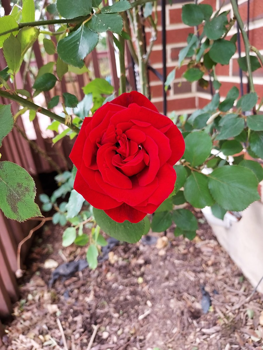 NinjaEmilee's tweet photo. Noticed i haven't tweeted in awhile. Have some flowers from the yard https://t.co/0xuqkxIhaQ