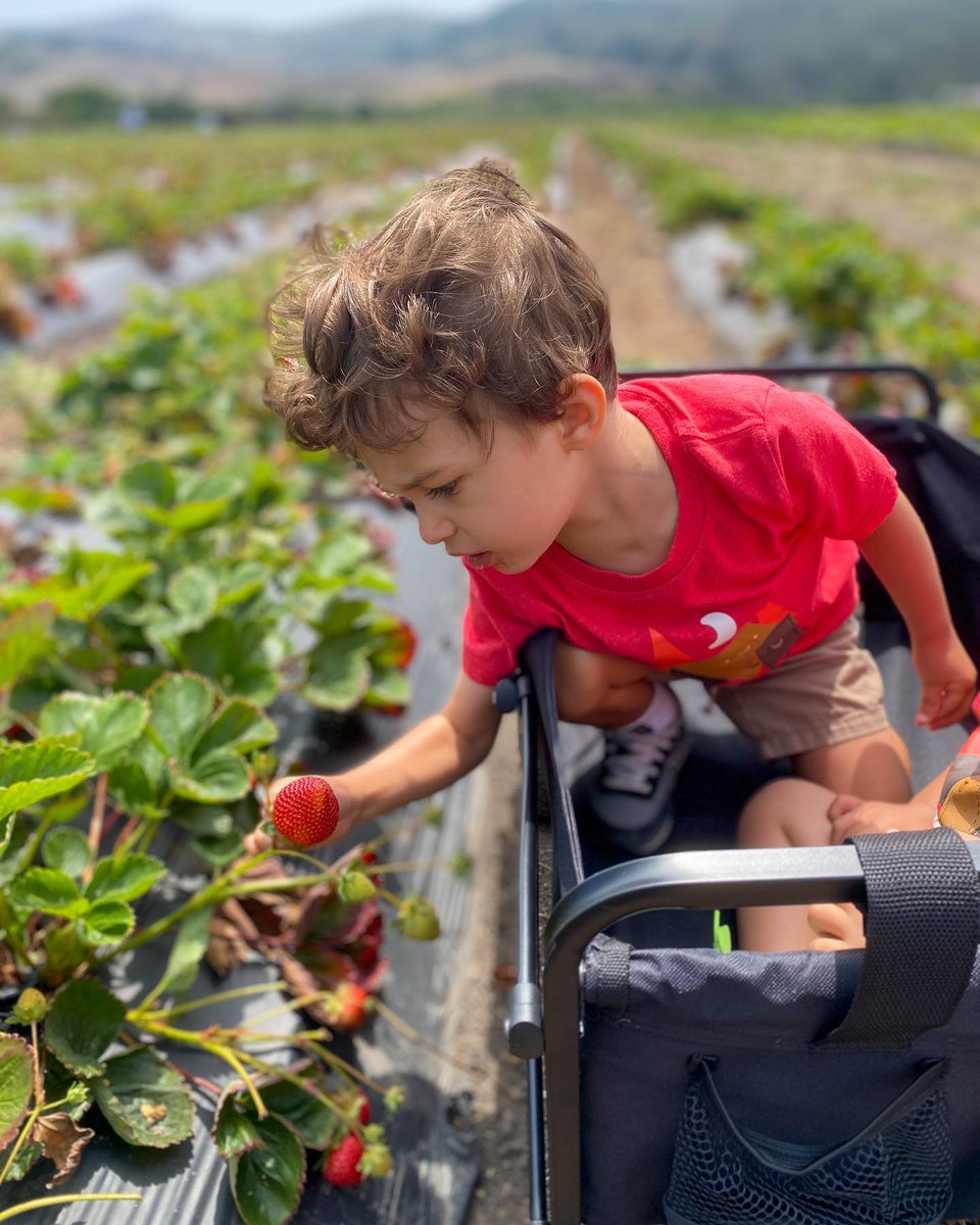 It's #NationalPickStrawberriesDay! 🍓 🍓 🍓 Did you know you can pick fresh, plump berries at one of our coastal farms? U-pick strawberry season has begun at <a href="/bluehousefarm/">Blue House Farm</a> and R&amp;R Farms. Learn more here: bit.ly/3Ga3SIA

📸: <a href="/lucasestevaods/">Lucas Estevão</a>