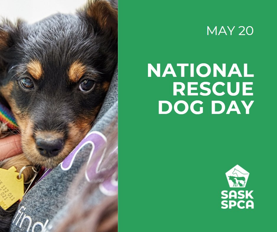 SaskSPCA's tweet photo. May 20 is National Rescue Dog Day.
If you’re looking to add a dog to your family, check in with your local SPCA, humane society, or rescue. You’ll be glad you did!
Find a list of SPCAs and Humane Societies here: https://t.co/5hdMcOzCty
#SaskSPCA #SaskPets #dogs #animalwelfare https://t.co/qmIw5jwUrh