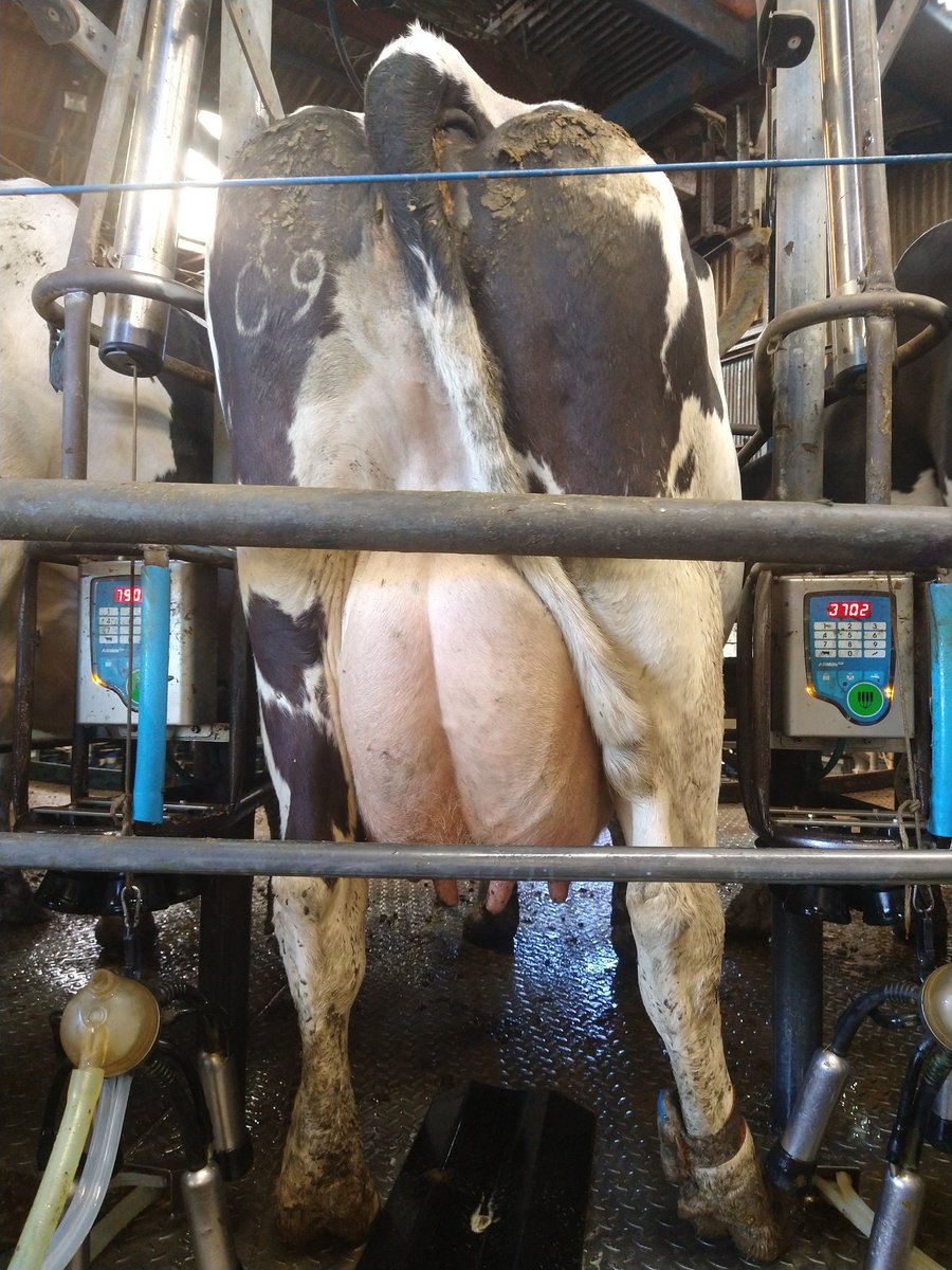 fordcows's tweet photo. Beauty of a cow, predicted to do 13k litres at 4.5%BF, due to sexed Slindon. A fleckvieh out of a Leif. #CowGoals https://t.co/hTxHbgcKWg