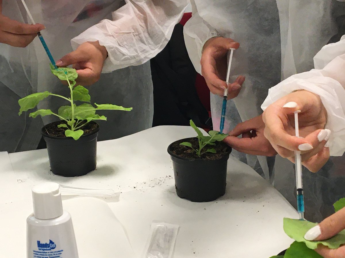 CNB_CSIC's tweet image. Hoy hemos celebrado el Día de la Fascinación por las Plantas  en el CNB con estudiantes del IES Pradolongo. Los talleres "Plants Love Biotech" con los investigadores/as del Dpto de Genética Molecular de Plantas  les han fascinado 😉🌱🌿☘️
#CNBDivulga
#FoDP