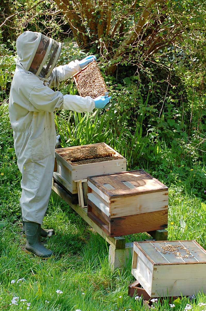 FayKahane's tweet photo. 🐝#WorldBeeDay 🐝

There are many different ways to keep bees! Beekeepers are so important; not just for honeybees, but also to make sure wild pollinators are not harmed. Our new research paper here:

https://t.co/Y93GIWxjUU

#bee #beekeeper #pollinators #SustainableBeekeeping https://t.co/3dXo6uLtSn