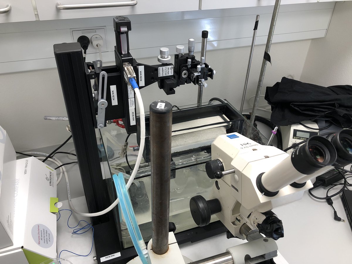 KE_Brodersen's tweet image. #microsensor2022 Seagrass leaf epiphytic biofilms on the menu 🍽@Qingfeng2434746 @seas_green #seagrass #biofilm #phyllosphere Leaf surface microbiology project