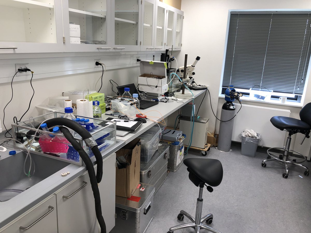 KE_Brodersen's tweet image. #microsensor2022 Seagrass leaf epiphytic biofilms on the menu 🍽@Qingfeng2434746 @seas_green #seagrass #biofilm #phyllosphere Leaf surface microbiology project