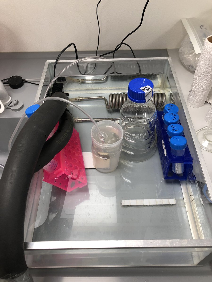 KE_Brodersen's tweet image. #microsensor2022 Seagrass leaf epiphytic biofilms on the menu 🍽@Qingfeng2434746 @seas_green #seagrass #biofilm #phyllosphere Leaf surface microbiology project