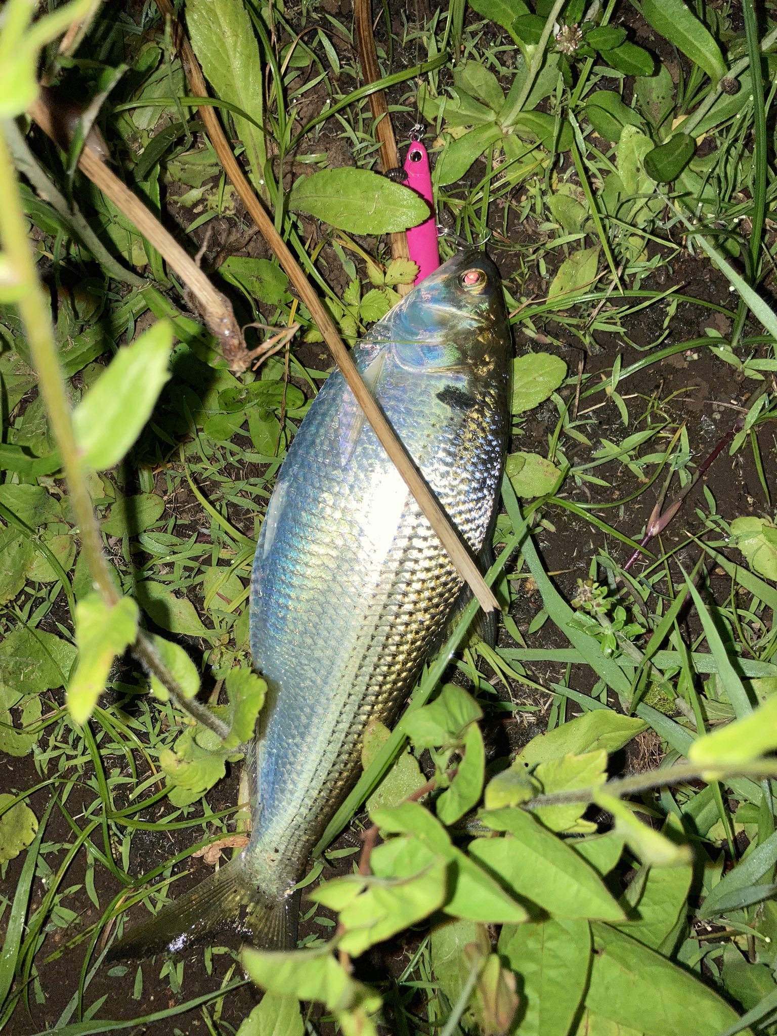 Naosan 今日は隅田川へコノシロ釣りに行ってきました とても楽しかったです ヒットルアーはコルセア65と50のピンクです シーバスは外道ですけど一応載せときますね 白目 隅田川シーバス T Co Idhviwqxyx Twitter