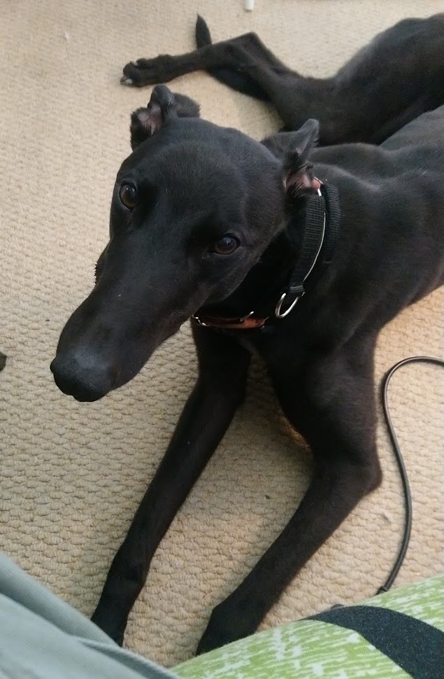 mlmccarthyart's tweet photo. I do dog training while houdini opens up sometimes but as a result this lil stinker has learned that if he comes over and lies down by my desk and looks up at me all sweetly he might get treats and pats 🙄🙄🙄 and he's absolutely correct https://t.co/CSNlbsc4Qm