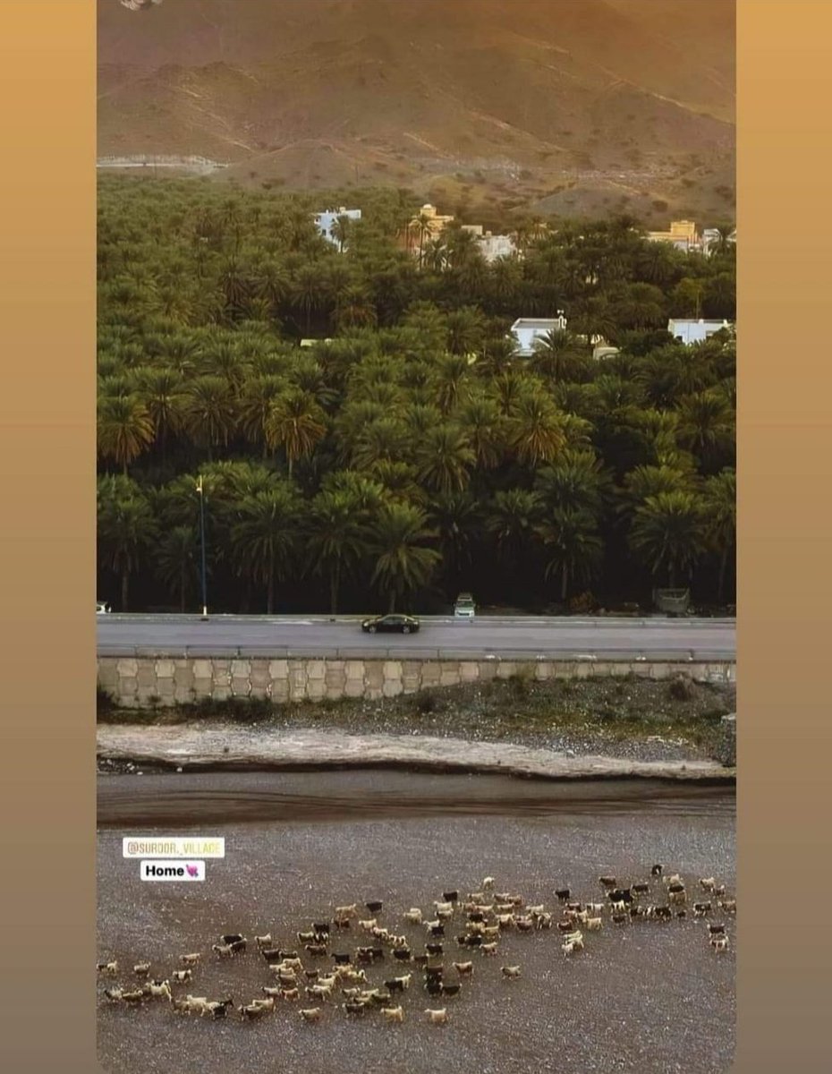 فنسيمُها ذاك الشفاء لعاشقٍ
يهوى جمال الحسن والترحالا

وسرور في وادي سمائل جنةً
وتضمُ تحت رموشها الأحبابا

#سرور