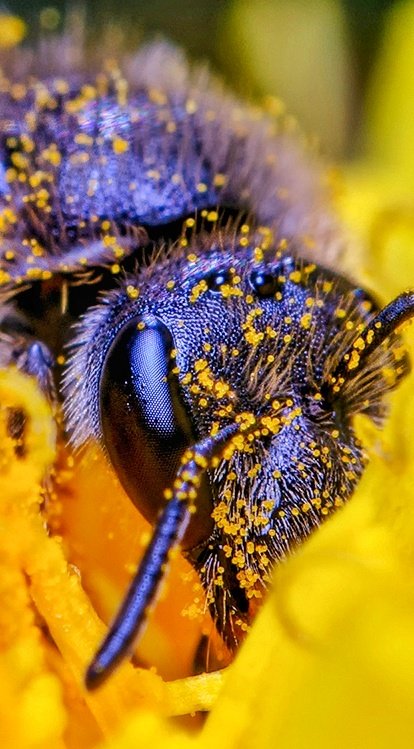 TheTiny_Earth's tweet photo. Busy today but I have to post in honor to World Bee Day!! 📸🐝🐝🐝📸 
Let's take care of them between us all 🤗👍🏻😍

#nikon #nikonphotography #WorldBeeDay
#WorldBeeDay2022
#bee #bees #nature #NaturePhotography #twitter #viral #TwitterNatureCommunity @NikonEurope @NikonUSA https://t.co/9yI8pP8Sau