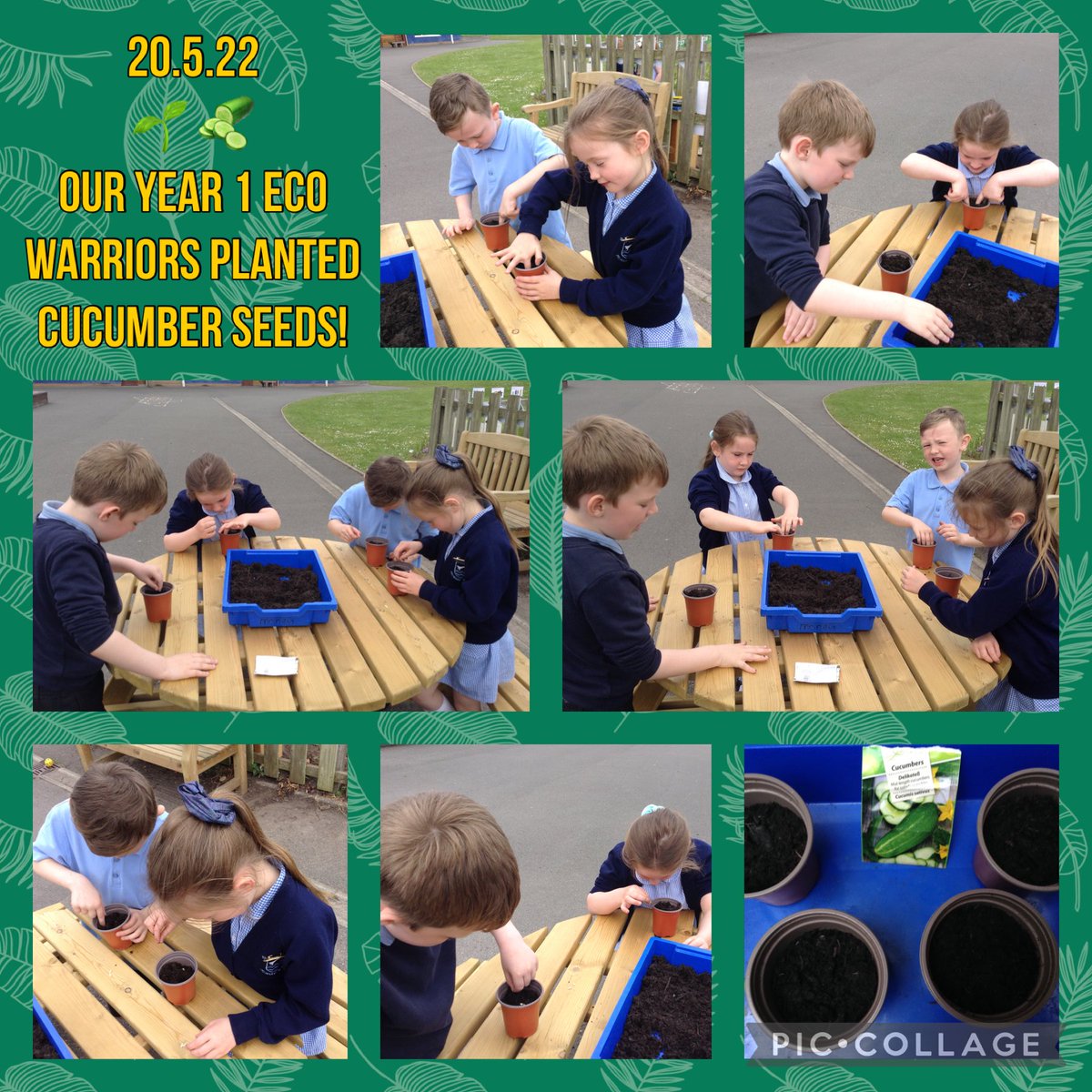 Y1 Stockton Wood tweet media