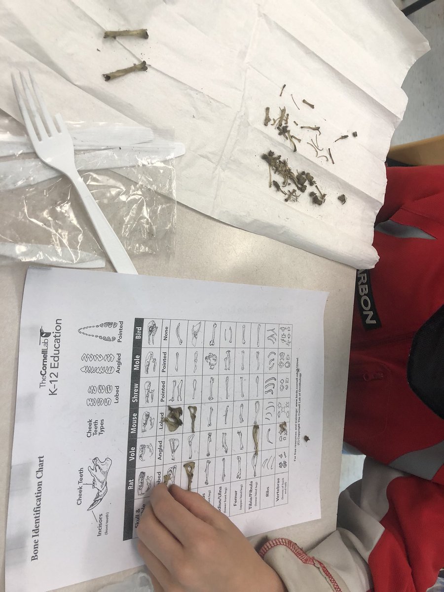 MrsVarvaresos's tweet photo. After yesterday’s visit from the Ottawa Valley Wild Bird Care Centre, we received a class set of owl pellets to conduct a scientific investigation on what the owl had eaten. The students were so excited to see small animal skeletons.    @BerriganSchool @OCDSB https://t.co/sQ6m5KpYAm