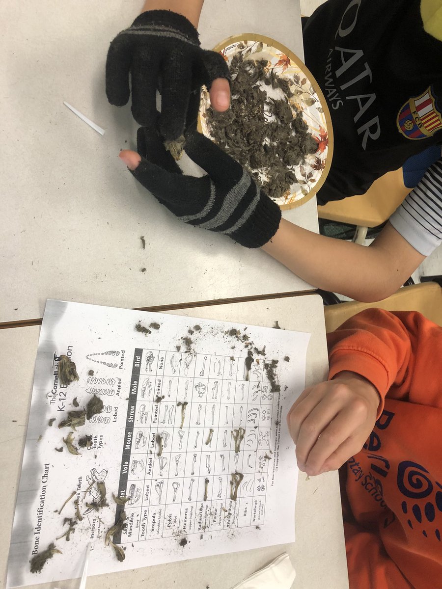 MrsVarvaresos's tweet photo. After yesterday’s visit from the Ottawa Valley Wild Bird Care Centre, we received a class set of owl pellets to conduct a scientific investigation on what the owl had eaten. The students were so excited to see small animal skeletons.    @BerriganSchool @OCDSB https://t.co/sQ6m5KpYAm
