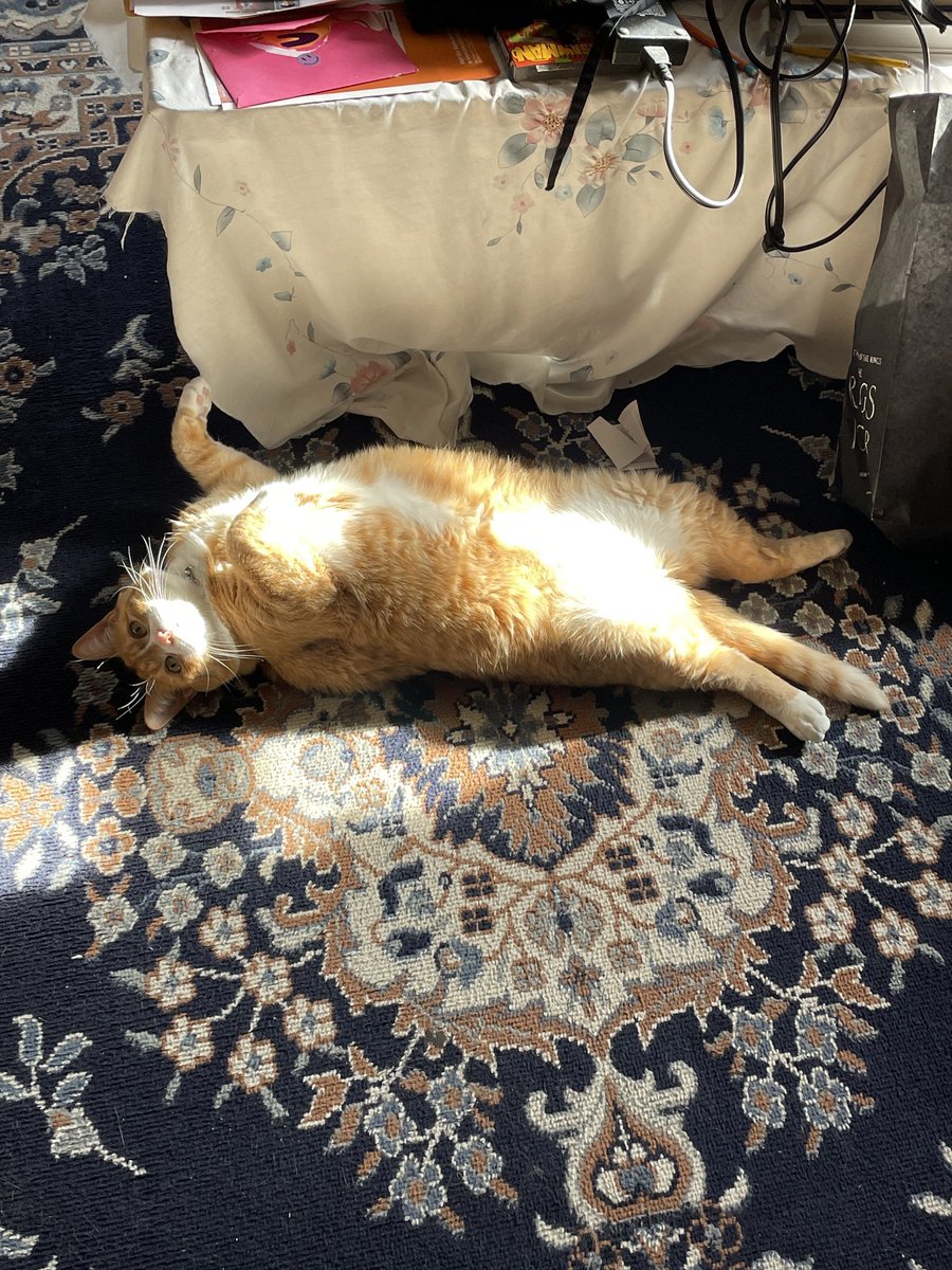 Chairman Meow Official 🐈 tweet media