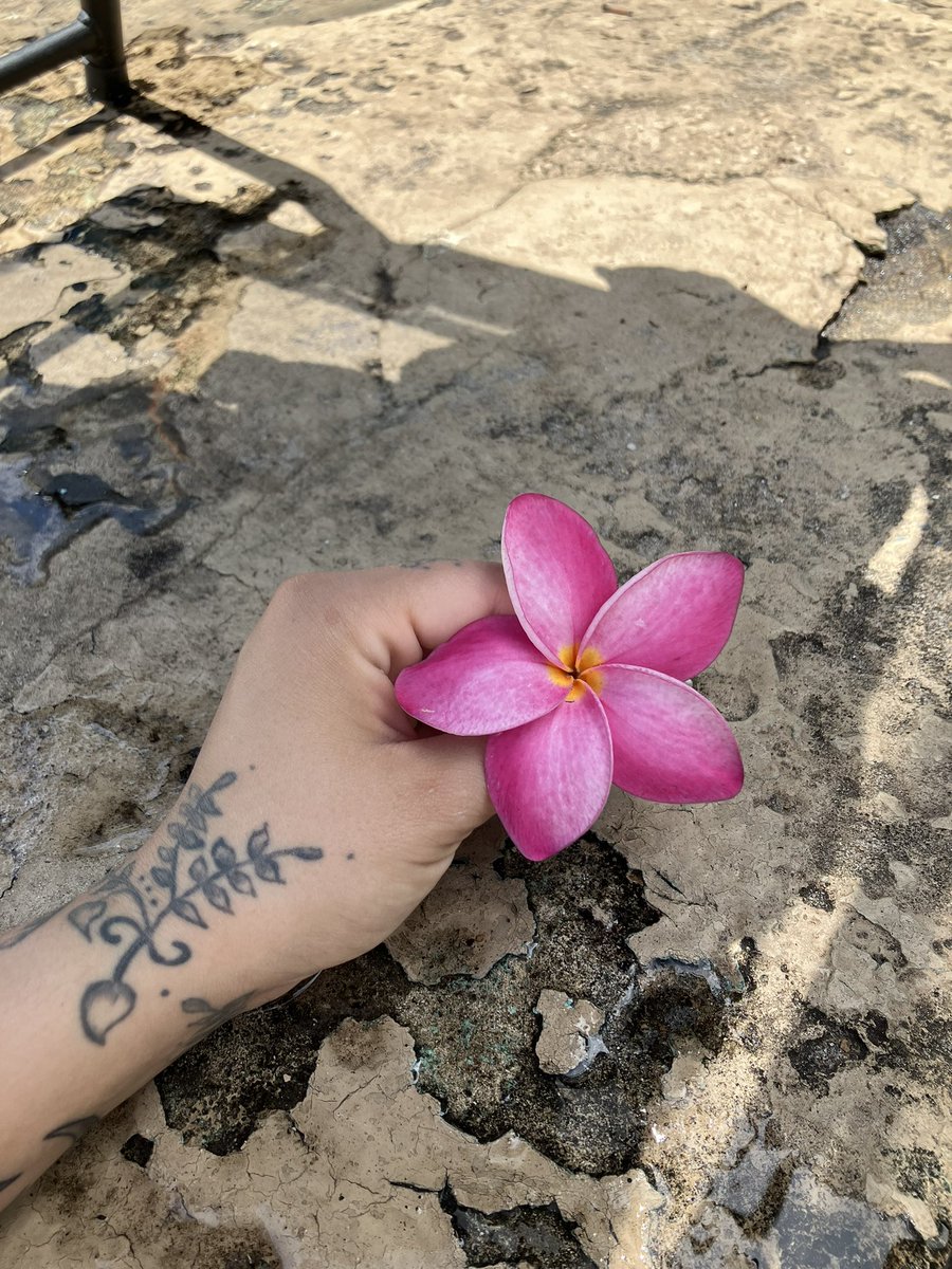 sammydegeer's tweet photo. 🌸 https://t.co/8CEei7eIN8
