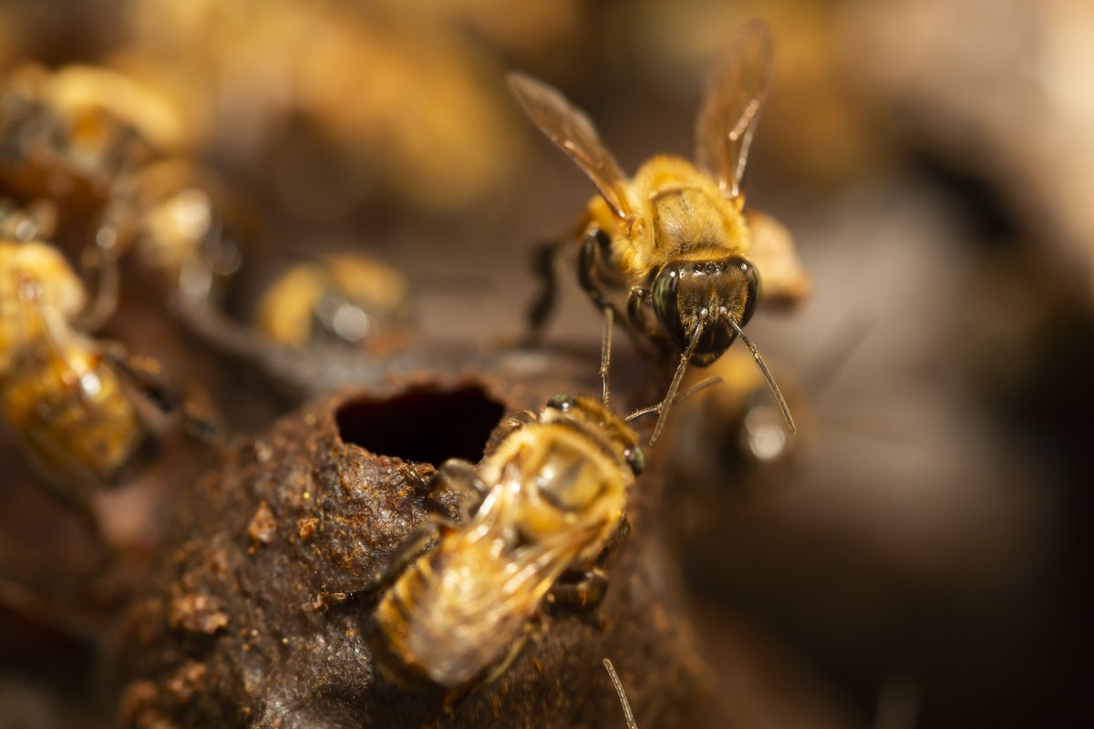 National Geographic Society (@insidenatgeo) on Twitter photo How are these stingless bees producing a ‘miracle liquid’ and bringing life back to the Amazon? 🐝 Through recent research, #NatGeoExplorer <a href="/rosavespinoza/">Rosa Vásquez Espinoza, Ph.D.</a> & <a href="/iiapperu/">IIAP</a> discovered that they are providing medicinal honey, income, and pollination benefits to the region. #WorldBeeDay How are these stingless bees producing a ‘miracle liquid’ and bringing life back to the Amazon? 🐝 Through recent research, #NatGeoExplorer <a href="/rosavespinoza/">Rosa Vásquez Espinoza, Ph.D.</a> & <a href="/iiapperu/">IIAP</a> discovered that they are providing medicinal honey, income, and pollination benefits to the region. #WorldBeeDay