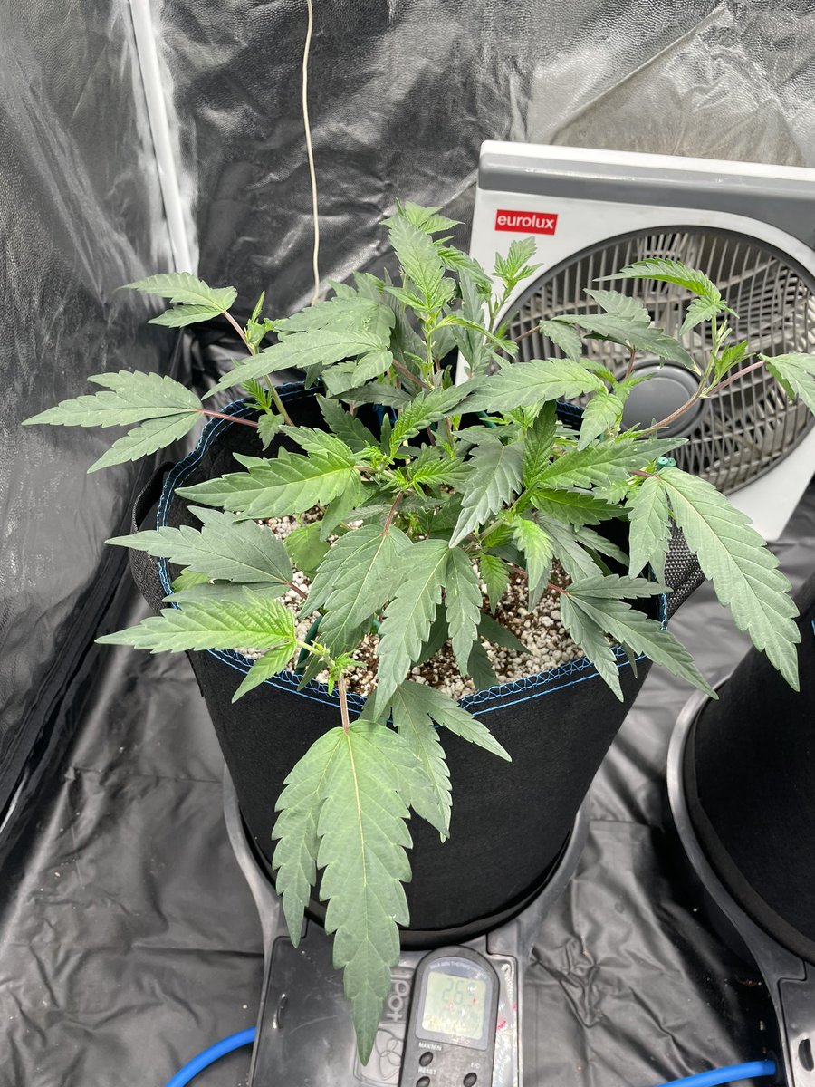 letsgetbaked_za's tweet photo. Season 7 #BigDrip produced by @InhouseGenetics 
We are full on veg now ladies are growing strong and healthy 12/04/2022
#SupremeDankSociety #growyourown #CannabisCommunity #Mmemberville https://t.co/nwfpRaDByr