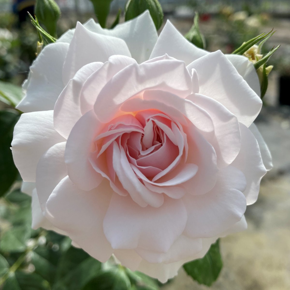 World of Roses tweet media