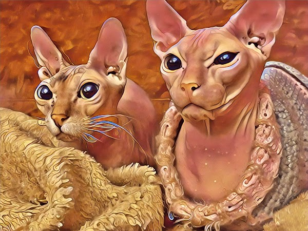 MetaCats2's tweet photo. Check out this item on OpenSea https://t.co/gDCUvLezeN via @opensea 

#NFT #NFTCommunity #NFTCollection #Europe #nft #nftart #opensea #openseanft #nftcat #nftcommunity #nftcollector #nftartist #cryptoart #cryptoartist #nftphotography #nftanimation #nftvideo #digitalart https://t.co/Gt4g9DhwdW