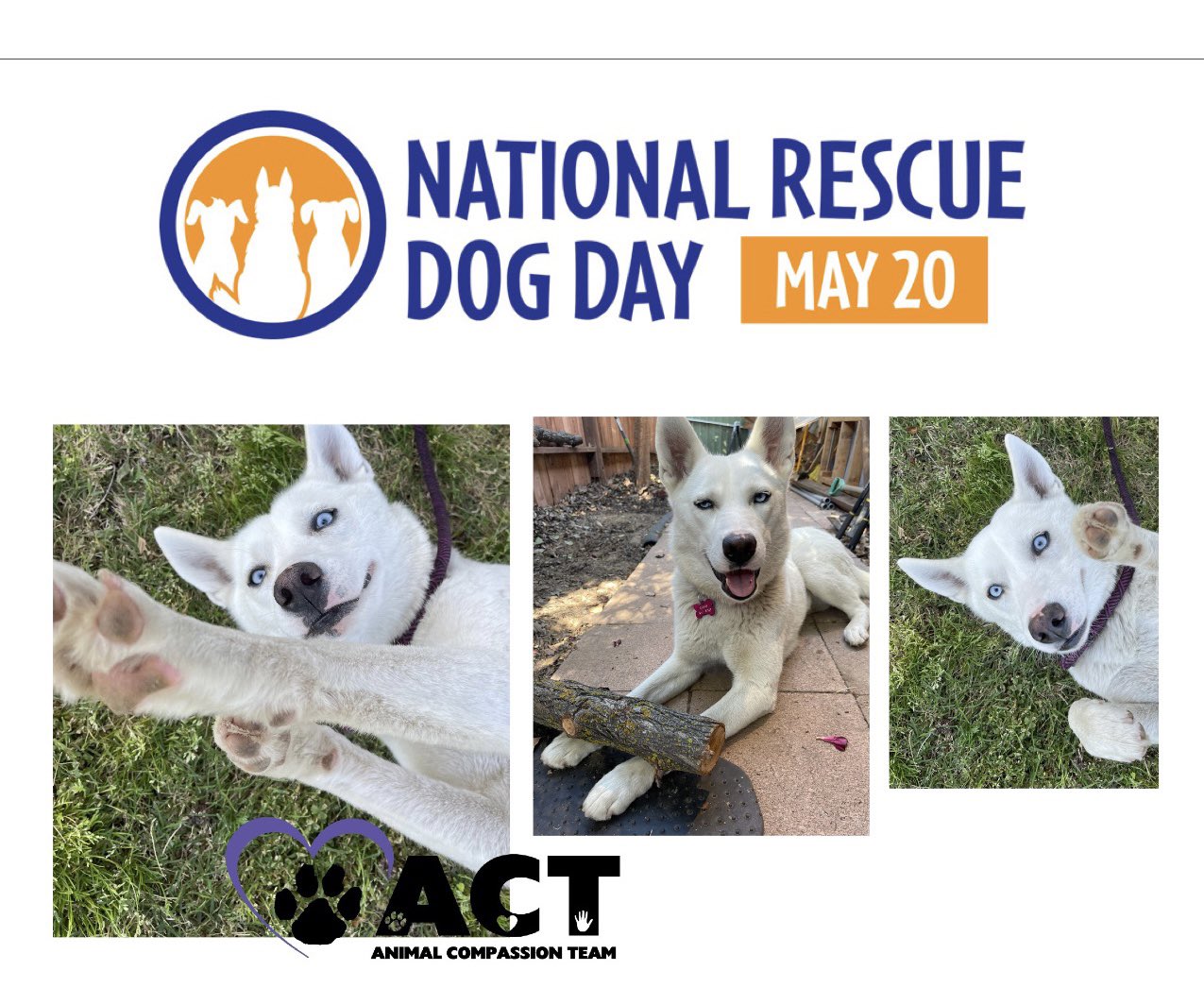 animal compassion team adoptable dogs