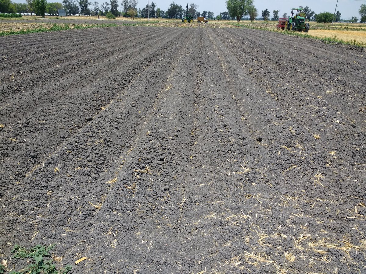 Evaluar el efecto de sistemas de labranza en la producción de forrajes es una de las tareas que realizamos en colaboración con @DeLaSalleBajio ¿Cuál utilizarías,  Agricultura de Conservación, rotura vertical o labranza convencional?
<a href="/CIMMYT/">CIMMYT</a> <a href="/HubBajio/">Hub Bajío</a>