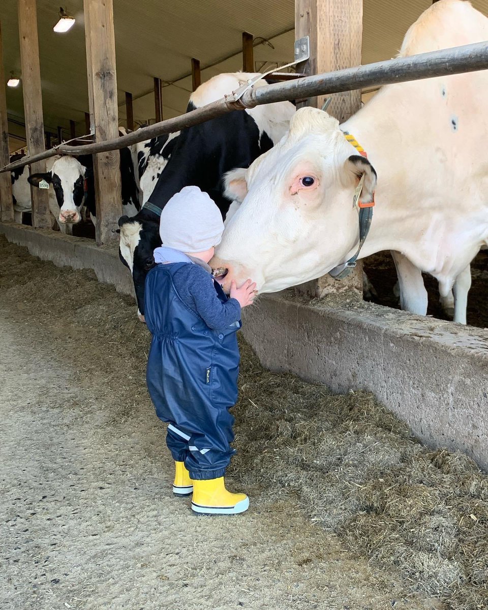 Fav cow Snowflake and my nephew ♥️