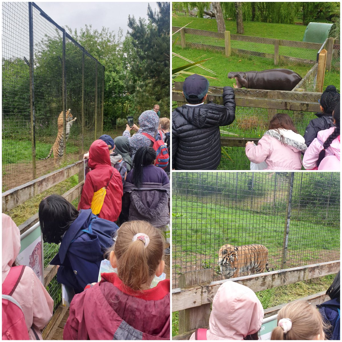 MrsCarmanBF's tweet photo. Fabulous time at the zoo so far despite the rain! @HeadBeechfield @BFS_Watford https://t.co/GntxAKmYIa
