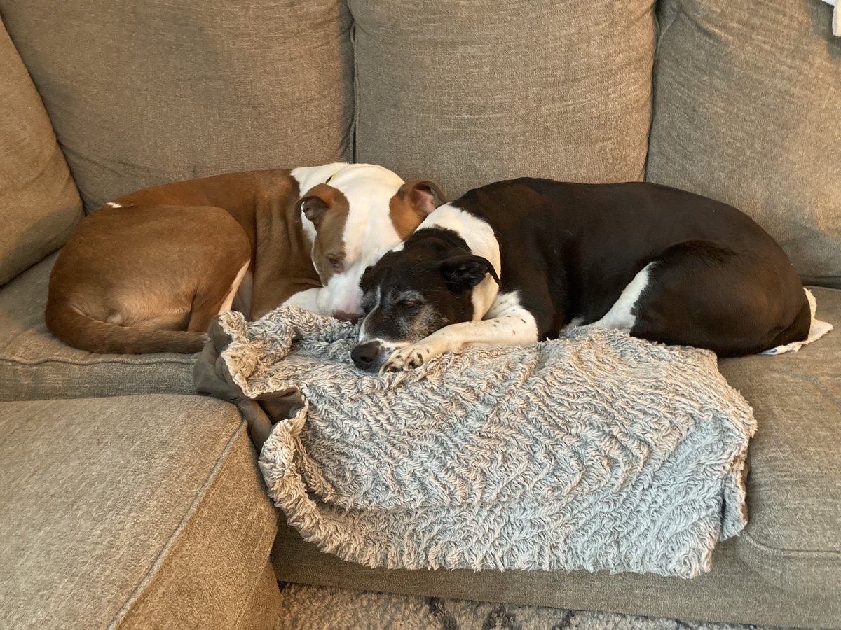 jennifermpoling's tweet photo. Puppy day! Panda Bear and Teddy Bear always gettin’ the snuggles! #NationalRescueDogDay https://t.co/hFkX2xIA5m
