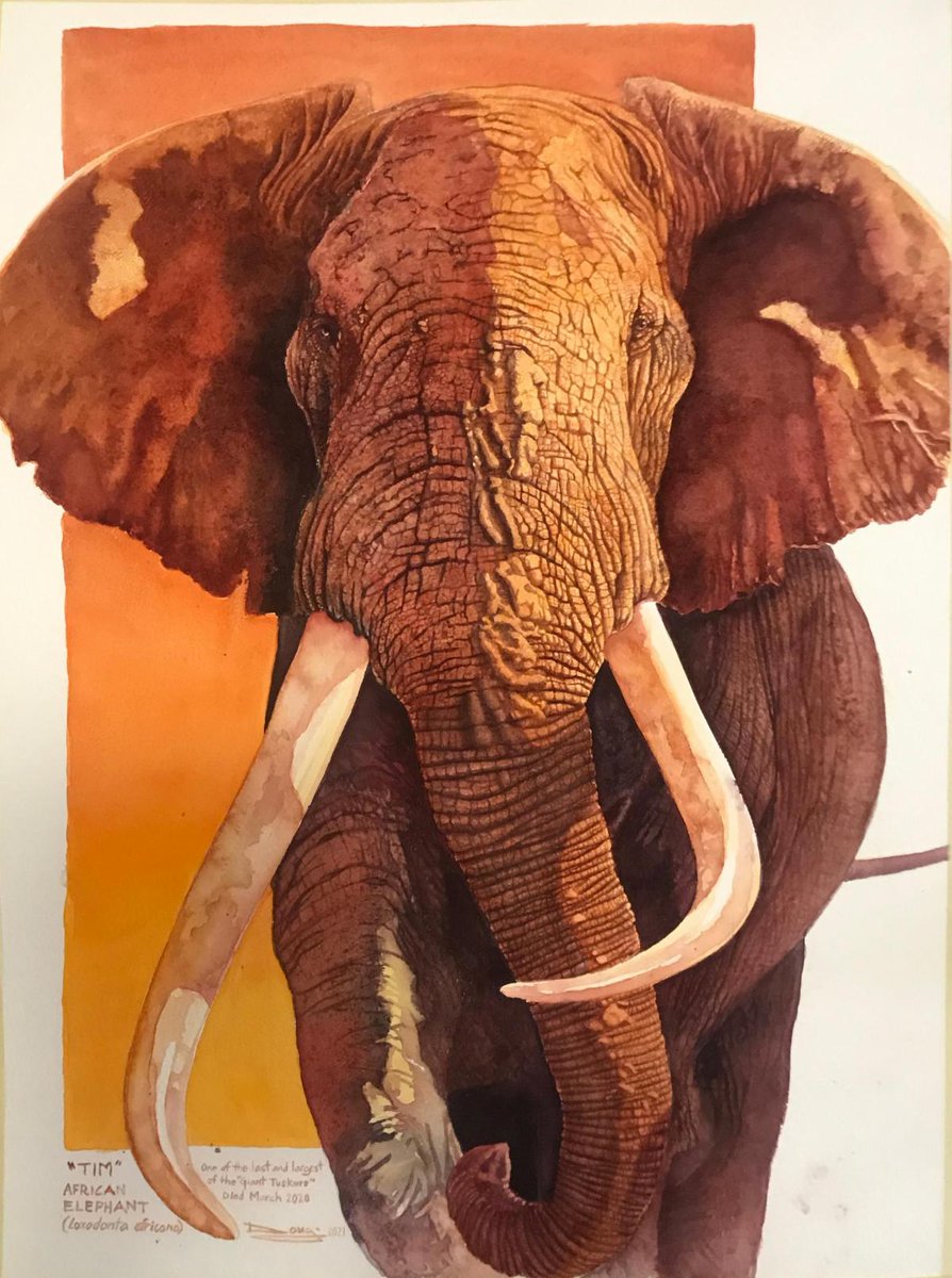 It's #EndangeredSpeciesDay! Visit AFC's Endangered Species Day Gallery at bit.ly/3MPzkhT. Artwork credit:  "Tim, One of the Last and Largest Giant Tuskers" - by Doug Lockyer - awarded first AFC Pollyanna Pickering Award presented in March at the <a href="/desertmuseum/">Desert Museum</a>.