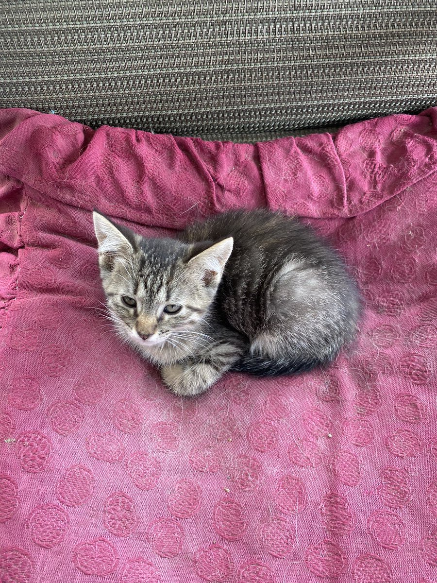 FawntaeJ's tweet photo. Made 9 new Friends today. Two people and seven cats welcome to AT&amp;T cats and candy family https://t.co/KvlG7lGAOy