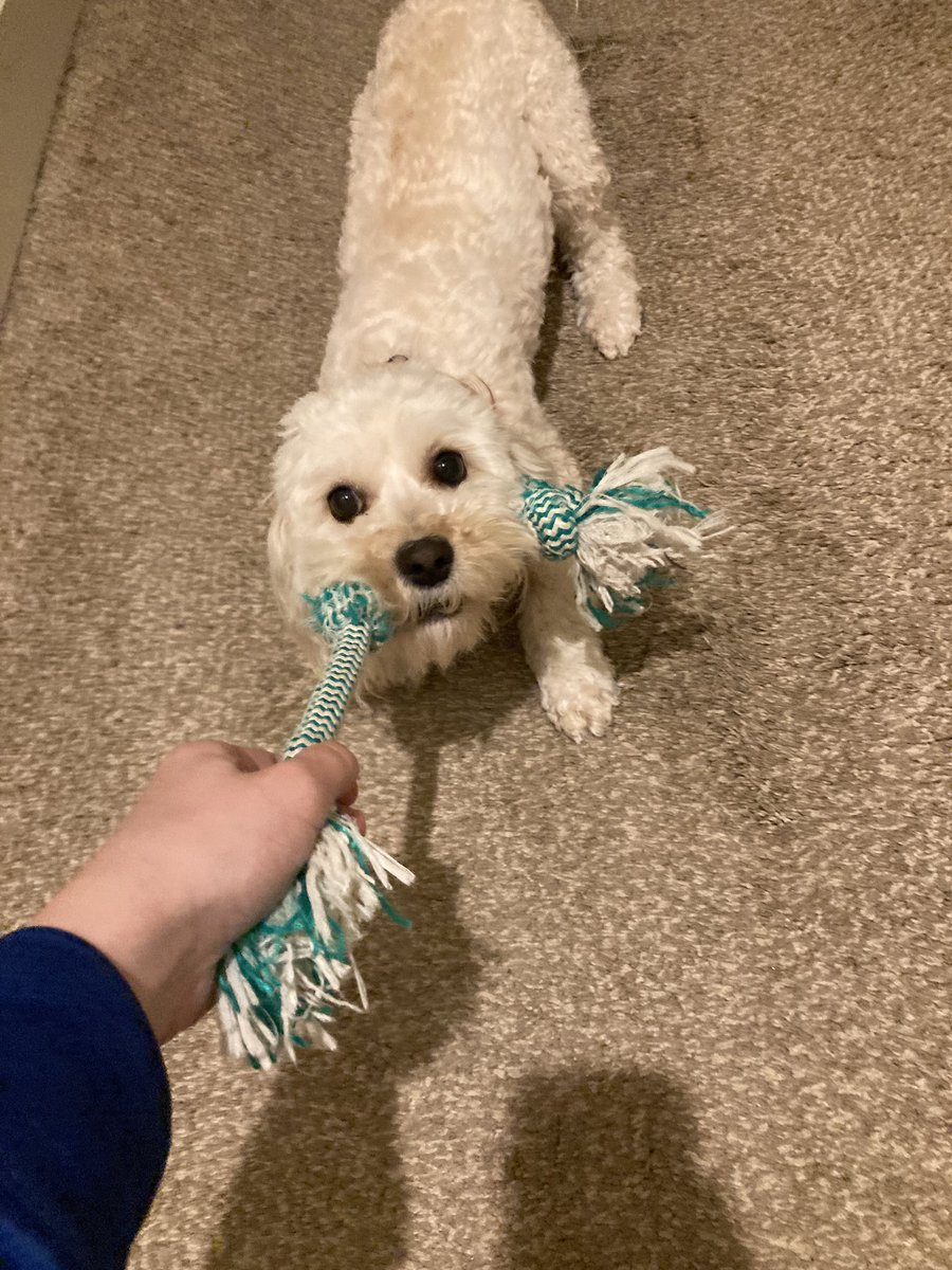 Owen_Is_Awful's tweet photo. @not_bulgogi this literally looks like my dog wtf https://t.co/U2e5B8bQgv