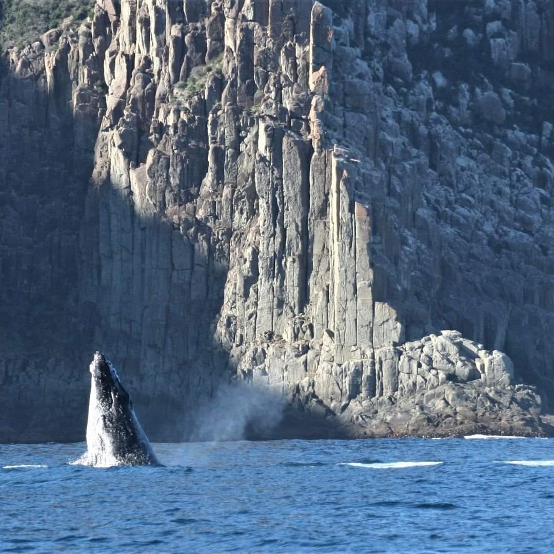 today_tasmania's tweet photo. Whale hello there! 🐳 What a great photo of a migrating Humpback Whale on the Tasman Peninsula. They will be passing by our east coast over the next few weeks as they head north. 🐳 pic: https://t.co/Vwkty3Se8L https://t.co/GVb3lUlejQ