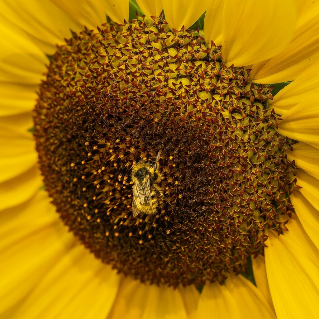 GrogiesPhotos's tweet photo. Celebrating #worldbeeday ! Journée mondiale des #abeilles !

#flowers #sunflower #bees #macro #omsystem #microfourthirds #breakfree
@omsystem.fr #sharecangeo #explorecanada #InternationalBeeDay #BeePhotography #OMSYSTEM #MZuiko60mm #MacroPhotography #OMDRevolution

Shot with… https://t.co/oBVacj3667