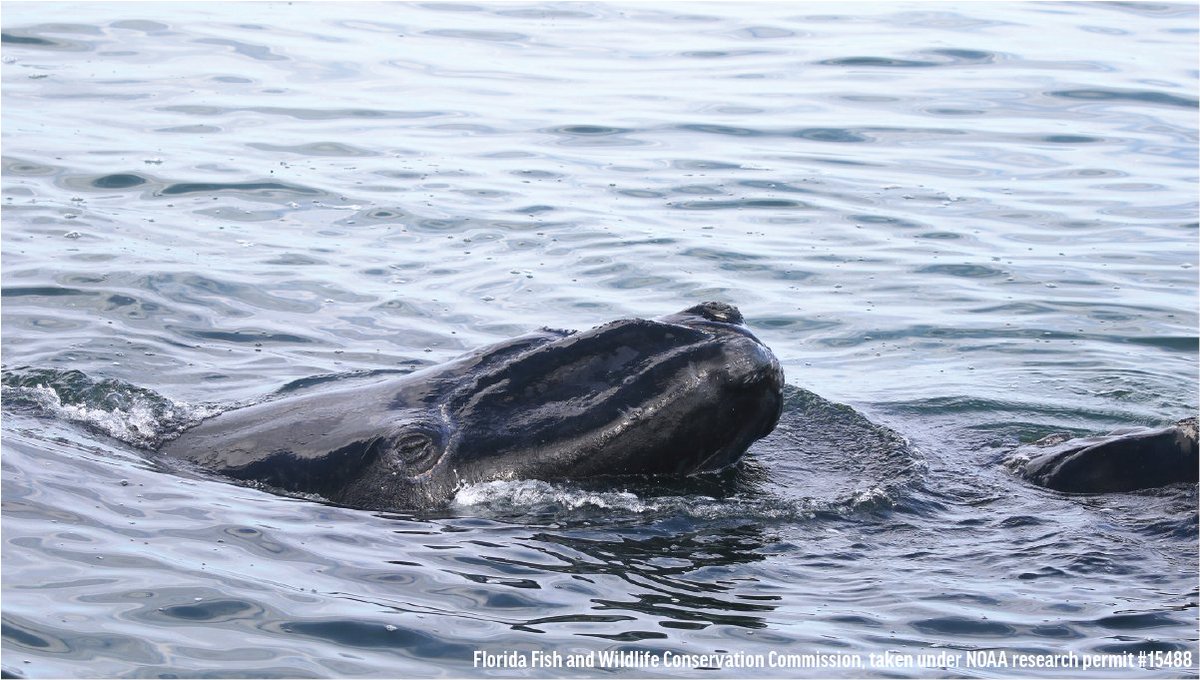oceana's tweet photo. North Atlantic right whales need your support this #EndangeredSpeciesDay. 💙 With only around 330 individuals remaining, this species is on the verge of extinction &amp; immediate action is needed. Speak out for the #RightWhaleToSave: https://t.co/3utWZsTecZ https://t.co/E2en19E0Jt