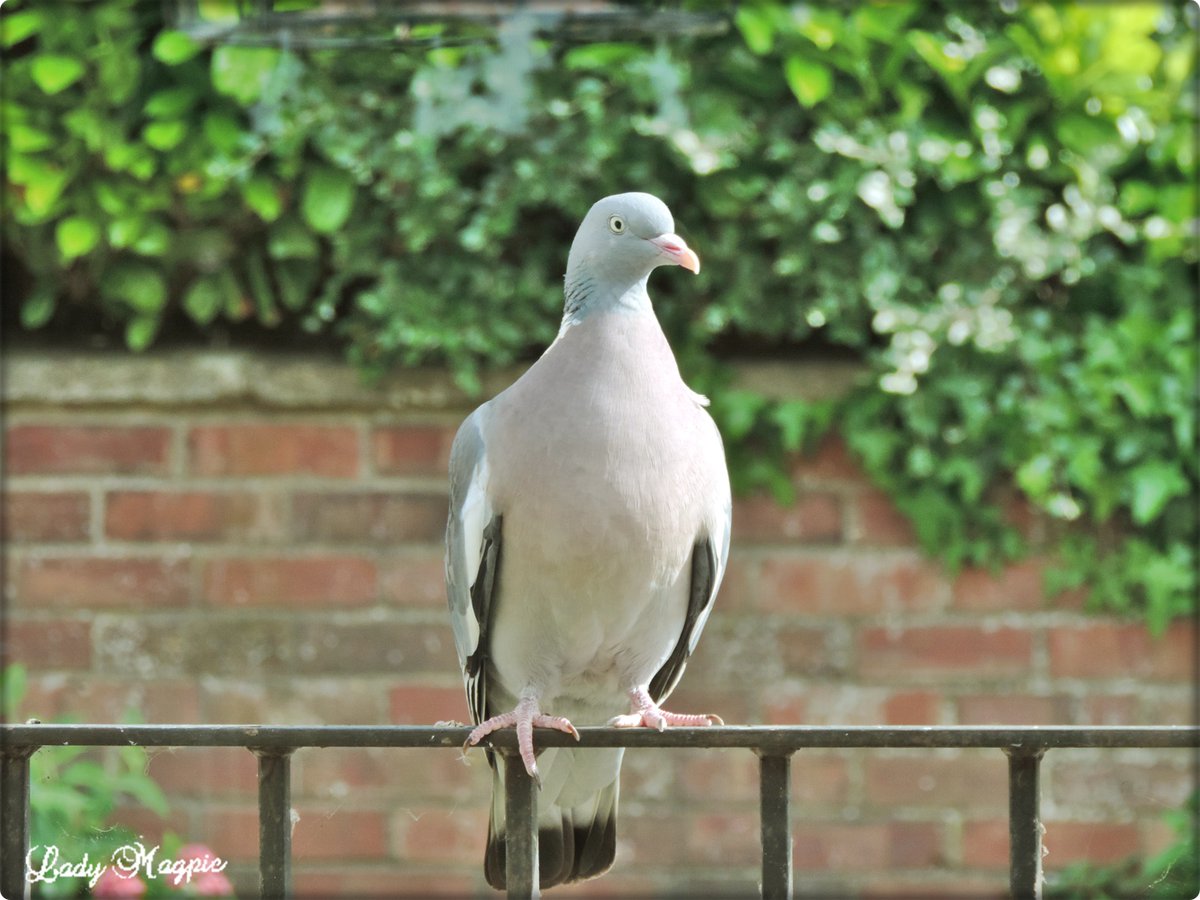 “GULP!!! - Who mention Pigeon Pie”
I would like you to meet my garden vacuum cleaner, Percy the Pigeon, very handy along with his misses Patty. They sit on the metal railings and pop down to pick up all the seed that the birds drop from the feeders.