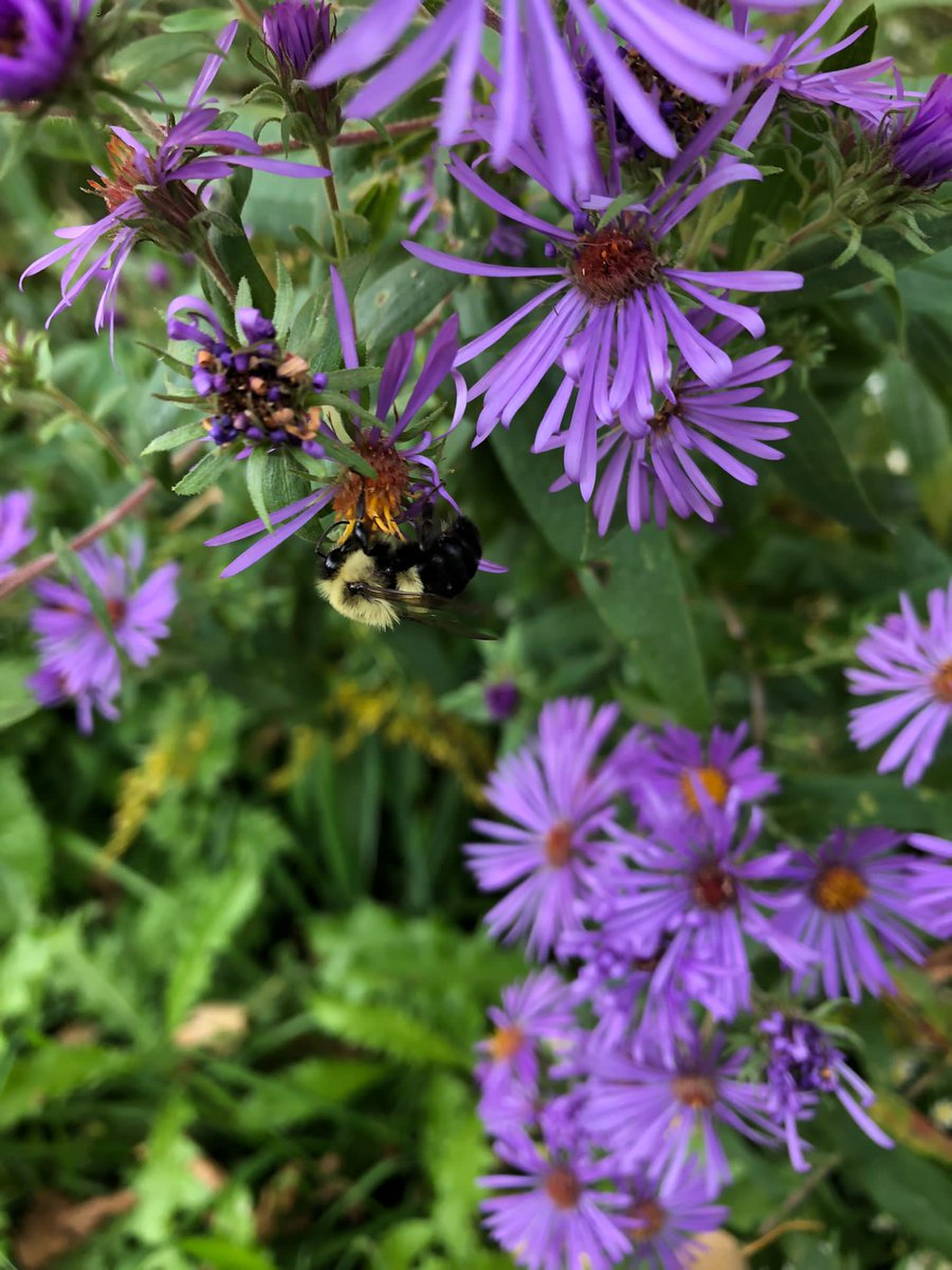 hespelermarket's tweet photo. On World Bee Day, we are buzzing in to remind you of the importance of pollinators. 5 weeks from today, we will be celebrating pollinators at the market, but first 2 weeks from today we will be celebrating Hespeler Village Market's opening. #thebuzzisreal #hespelervillagemarket https://t.co/3oT08NILEw