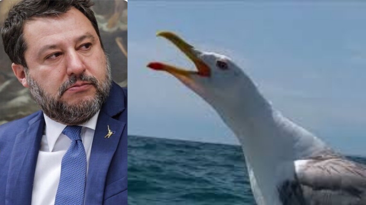 dov'è la Franci?
Povero gabbiano ha perduto la compagna...
#propagandalive #matteos