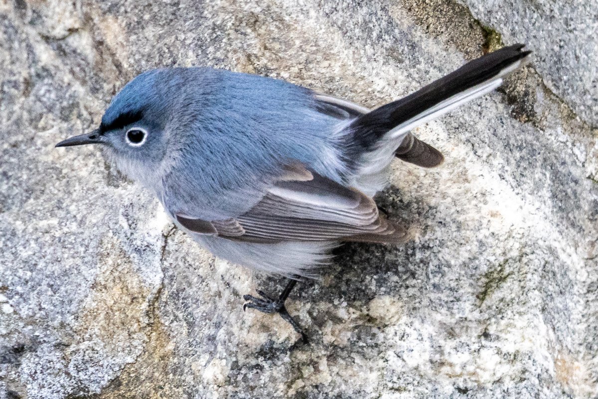 StevenC_in_NYC's tweet photo. Gnatcatcher, Belvedere Castle, Central Park, UWS, NYC. 041022.
@BirdCentralPark #cpbird #BirdCentralPark https://t.co/zIauqk24et