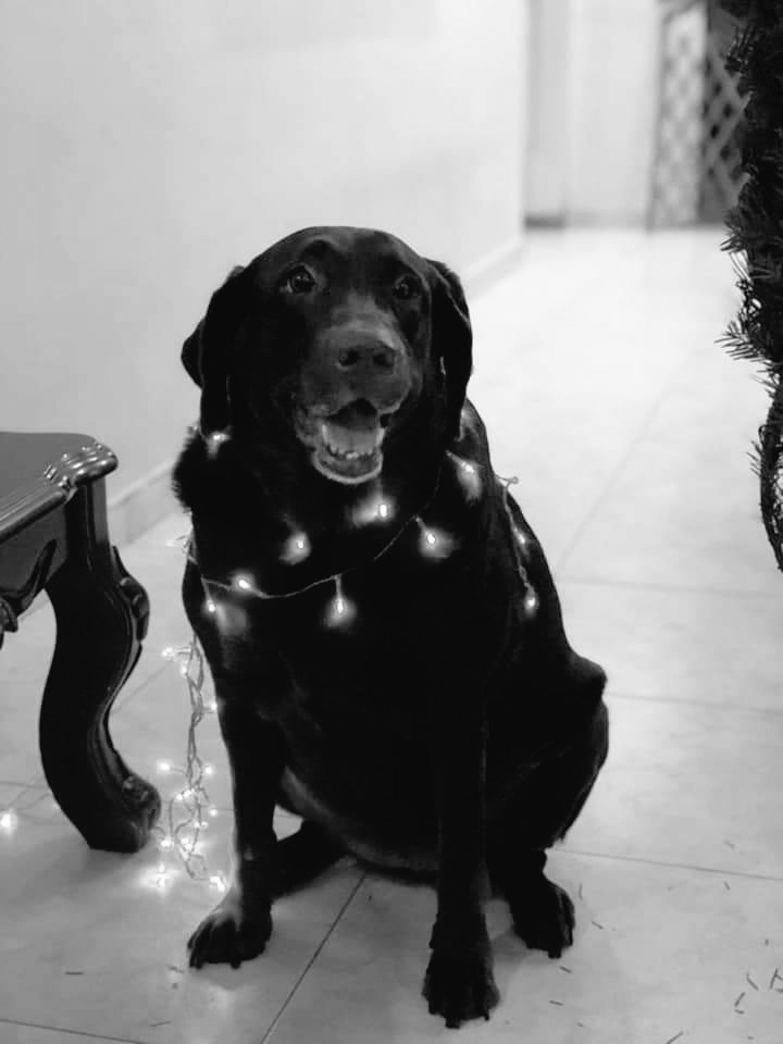 chupp17's tweet photo. Desde hace 2 meses me decía a mi mismo que ya estaba preparado 😔... pero que difícil fue verte partir hoy.

Gracias por darnos amor hasta tu último dia.

Te amare por siempre Havana 🖤😭 https://t.co/NBpYWxoVuw