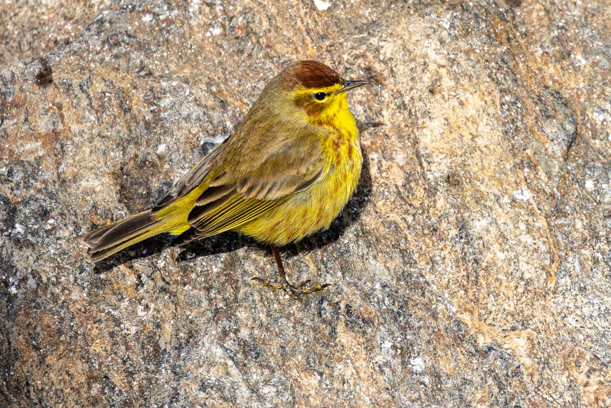 StevenC_in_NYC's tweet photo. Palm warbler, Belvedere Castle, Central Park, UWS, NYC. 041022.
@BirdCentralPark #cpbird #BirdCentralPark https://t.co/imABCmMHQ3