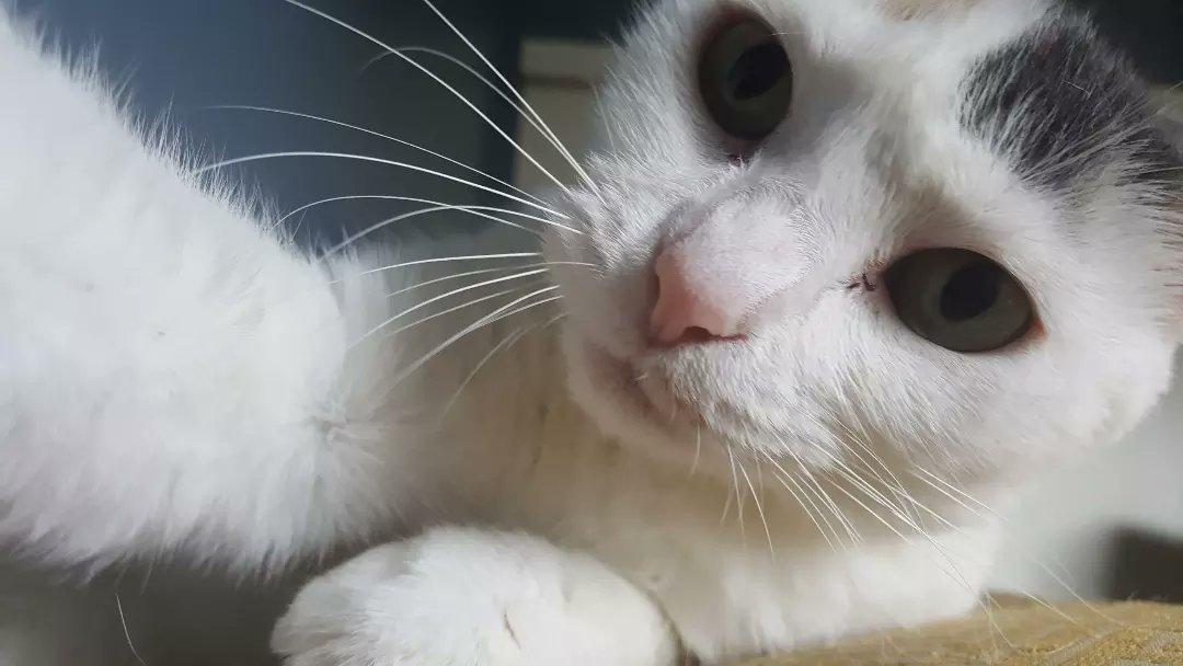 Brake4Pie's tweet image. Give auntie a kiss!

#HomeEarly #AlohaFriday #tokitime #CatsOfTwitter #cats #smoochin