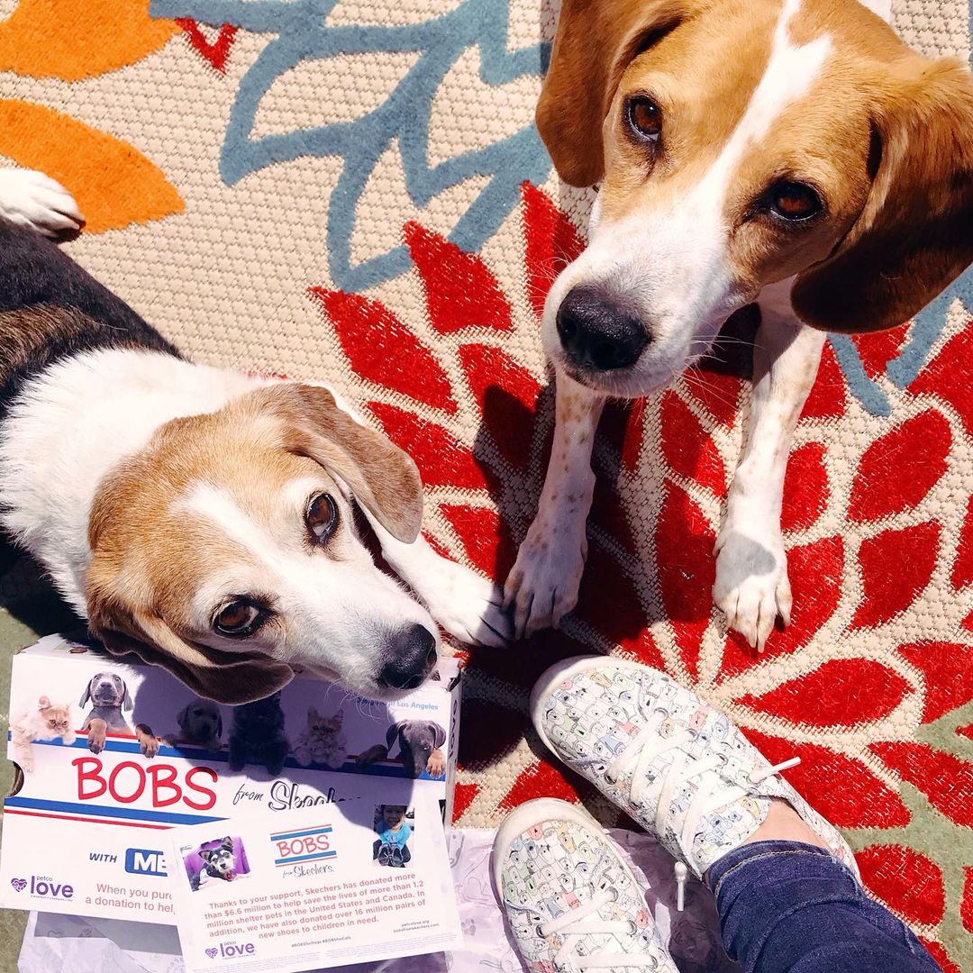 bobs beagle shoes